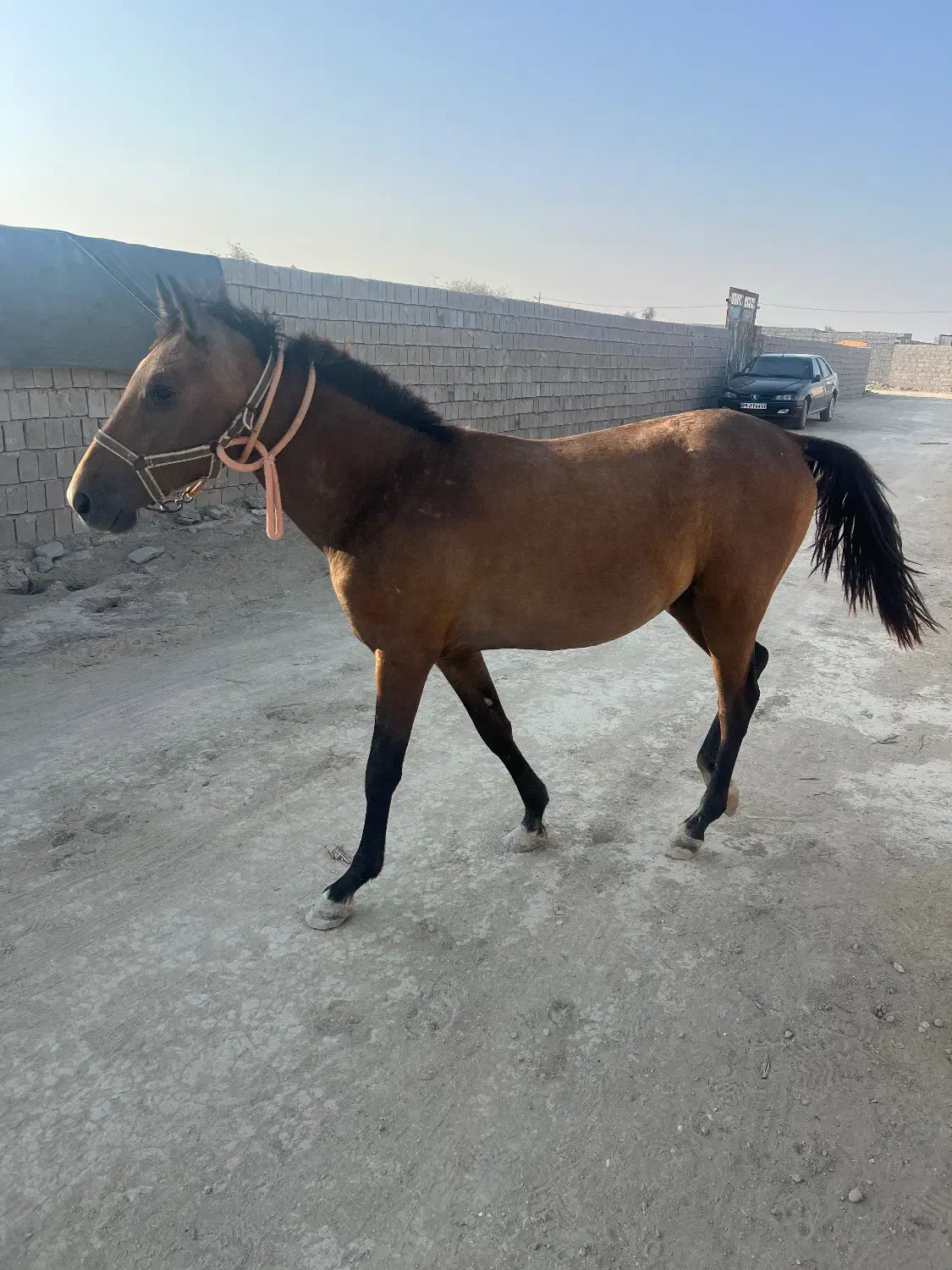 کره اسب نریون|اسب و تجهیزات اسبسواری|قشم, |دیوار