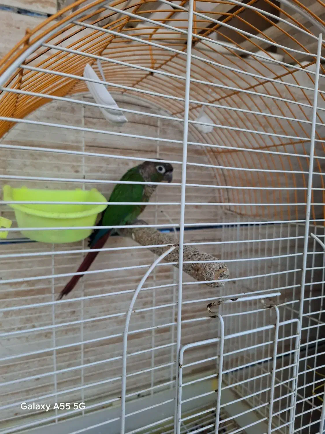 طوطی|پرنده|برازجان, |دیوار