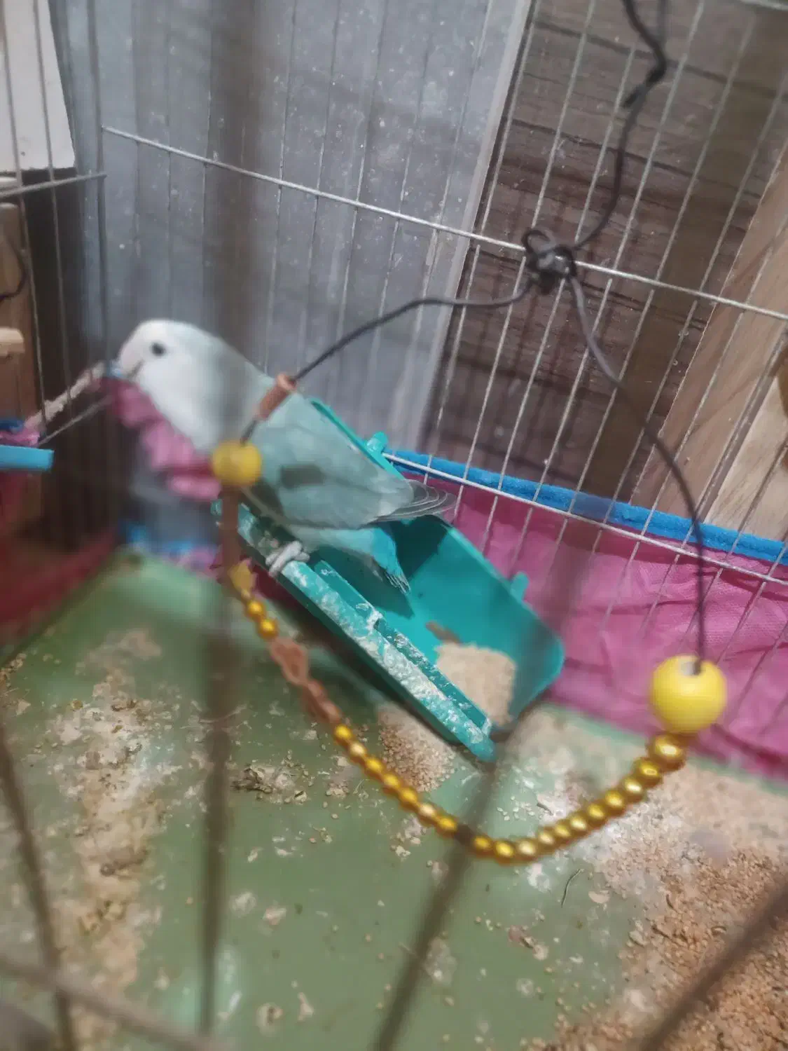 عروس هلندی . طوطی دونه ۱ میلیون(تخفیف داره)|پرنده|مسجد سلیمان, |دیوار