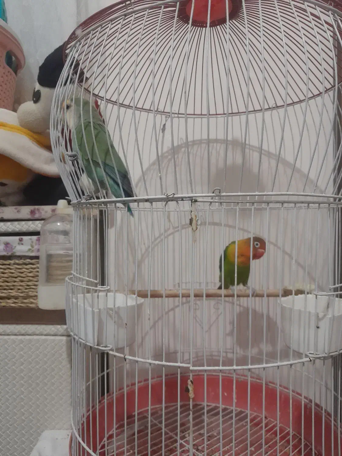 طوطی برزیلی|پرنده|فولادشهر, مسکن مهر فولادشهر|دیوار