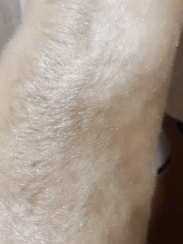 کت خز|لباس|نظرآباد, مصطفی آباد|دیوار