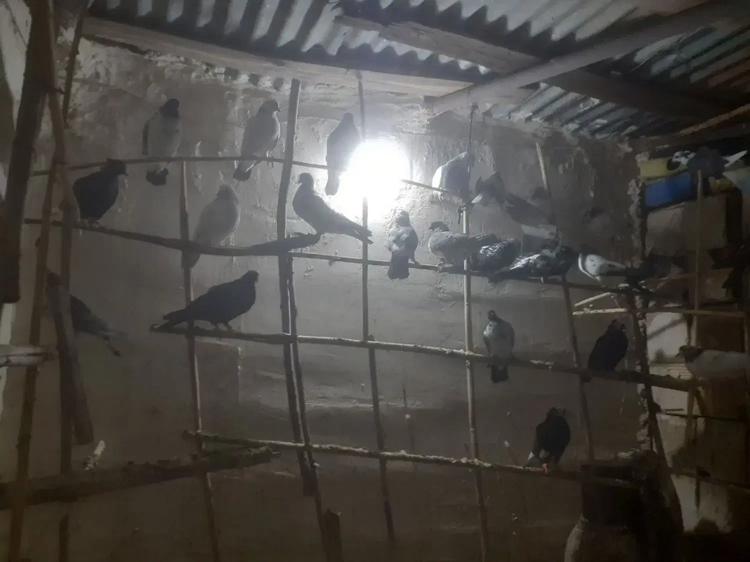 کفتر اصیل کاشان|پرنده|آران و بیدگل, |دیوار