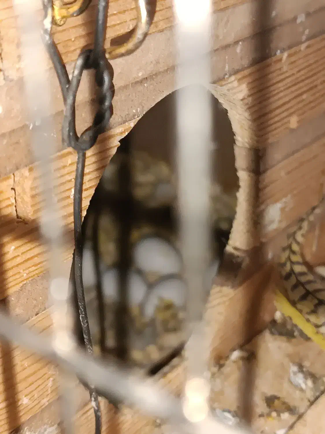 عروس هلندی با دوجوجه و پنج تخم|پرنده|جوانرود, |دیوار