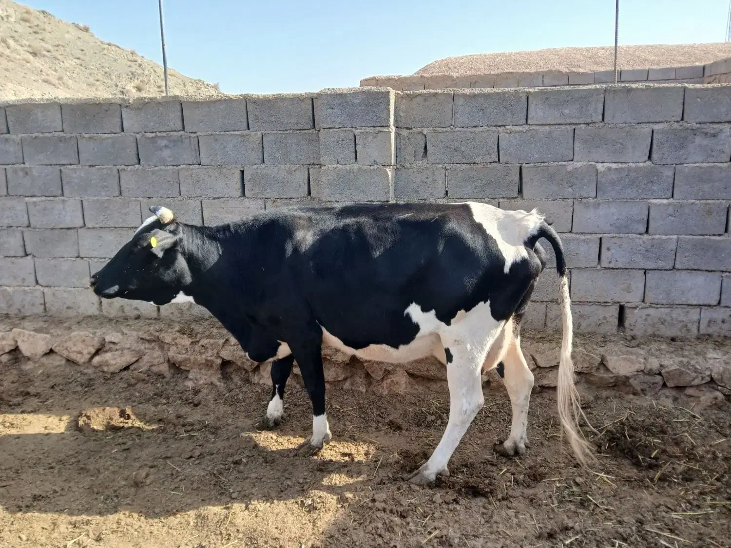 مبلغ 130|حیوانات مزرعه|گزیک, |دیوار