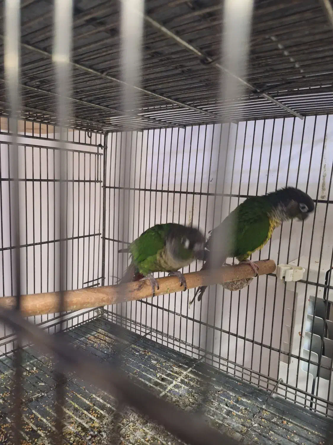 پرنده طوطی گرینجیک|پرنده|کاشان, فاز ۲ ناجی آباد|دیوار