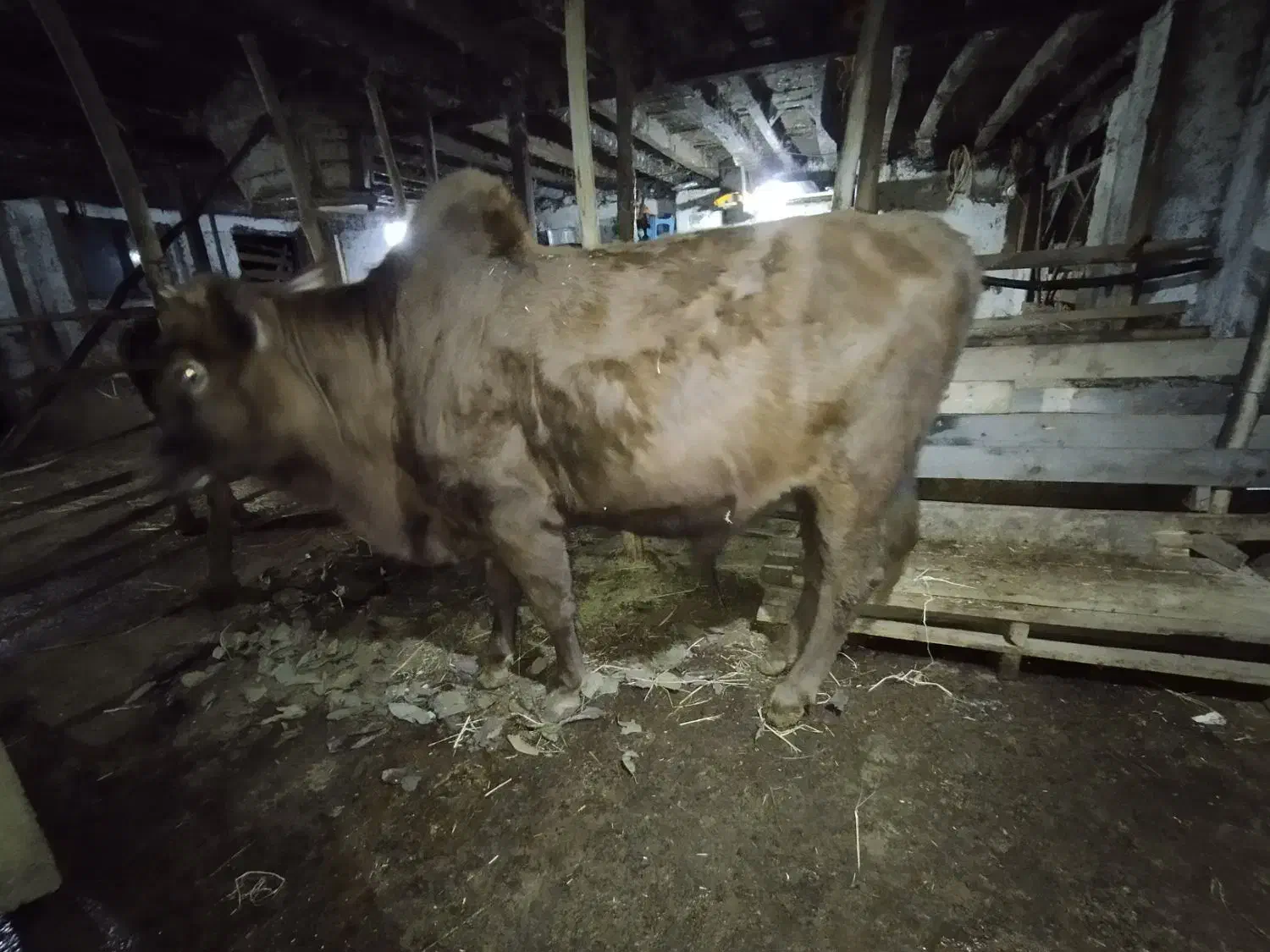 گاو نر جوان|حیوانات مزرعه|رستمآباد, |دیوار