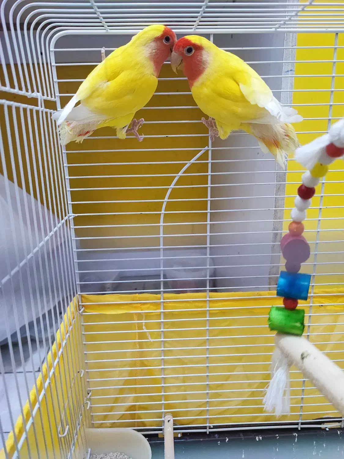 کوتوله برزیلی زرد صورت هلویی|پرنده|بهشهر, |دیوار