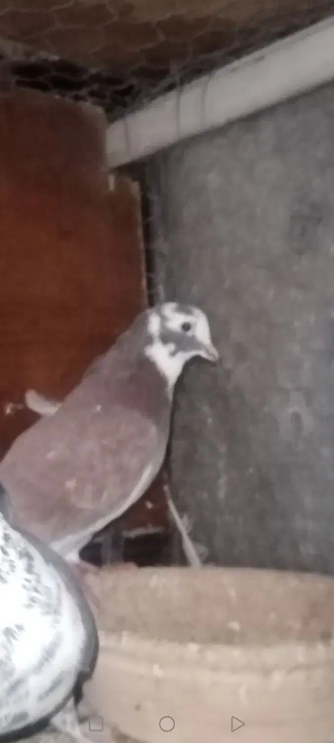 کبوتر شازده سرخ تهرانی خوشرنگ|پرنده|تهران, امام زاده عبدالله|دیوار