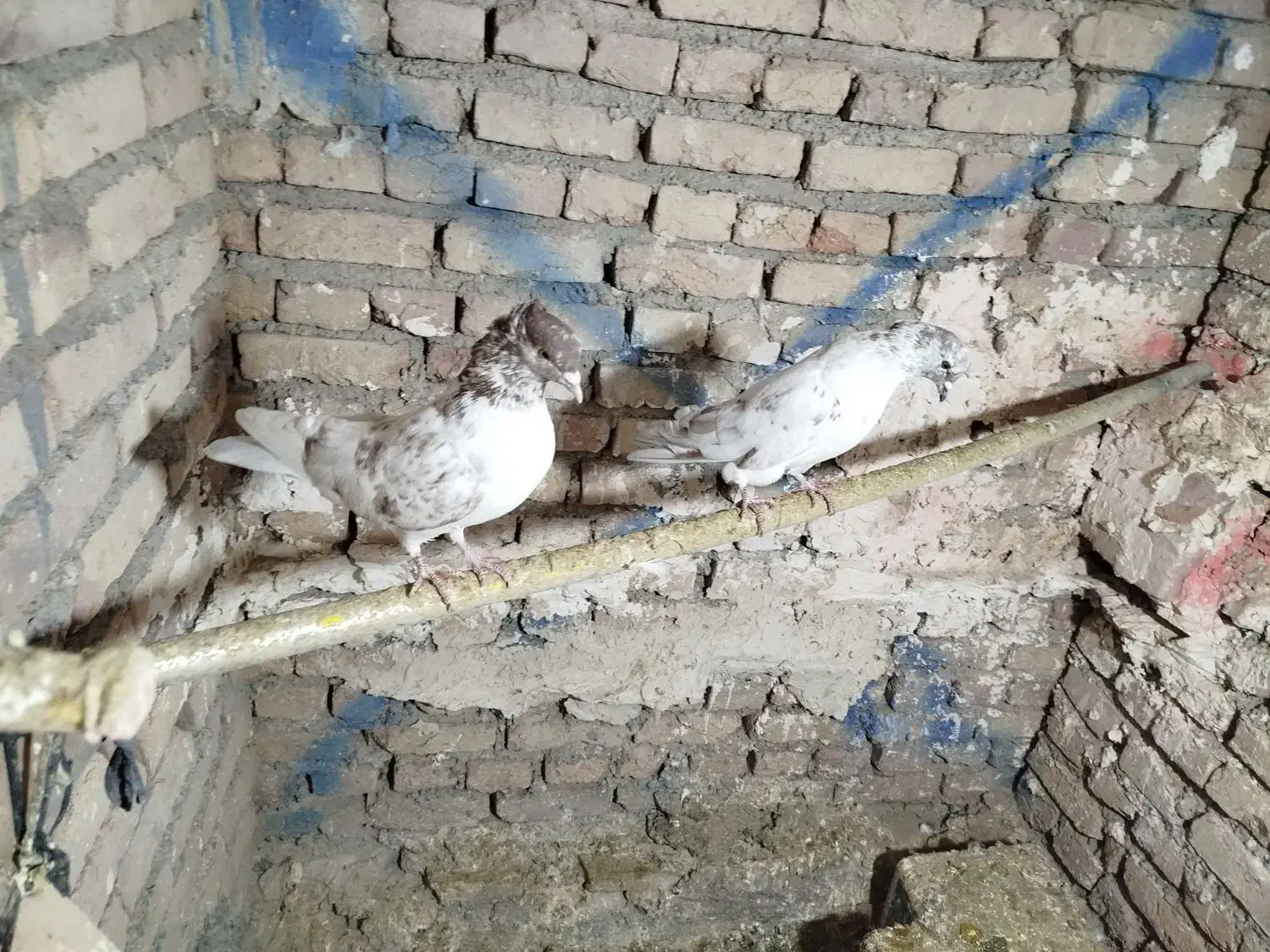 یک جفت کفتر گرگی پرشی|پرنده|صوفیان, |دیوار