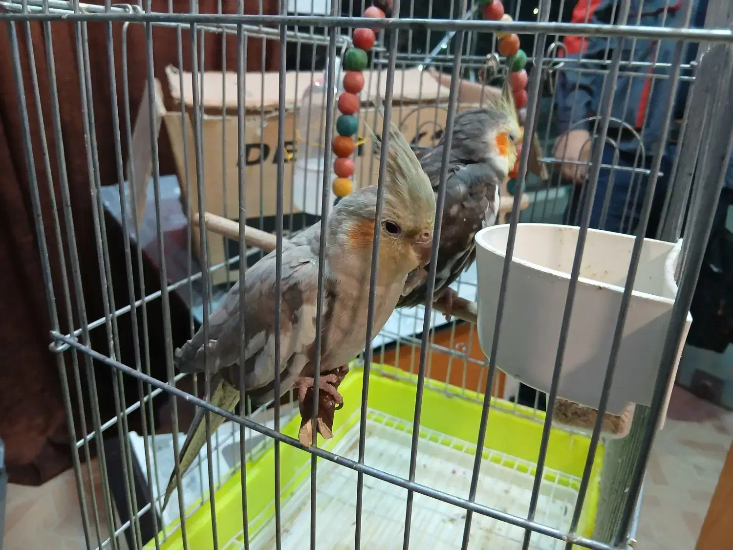 پرنده عروس هلندی|پرنده|شاهین‌شهر, نبوت|دیوار