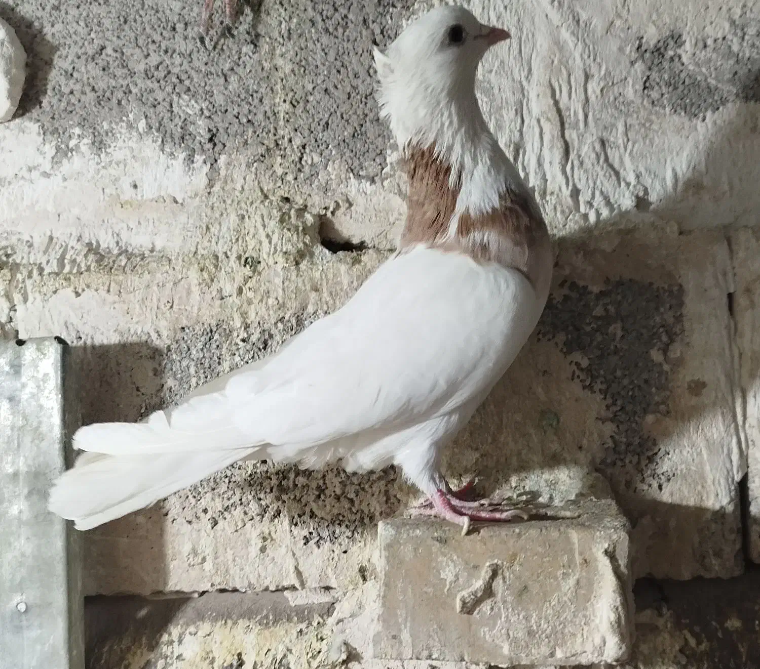 کفتر|پرنده|مشهد, شهرک مهرگان|دیوار