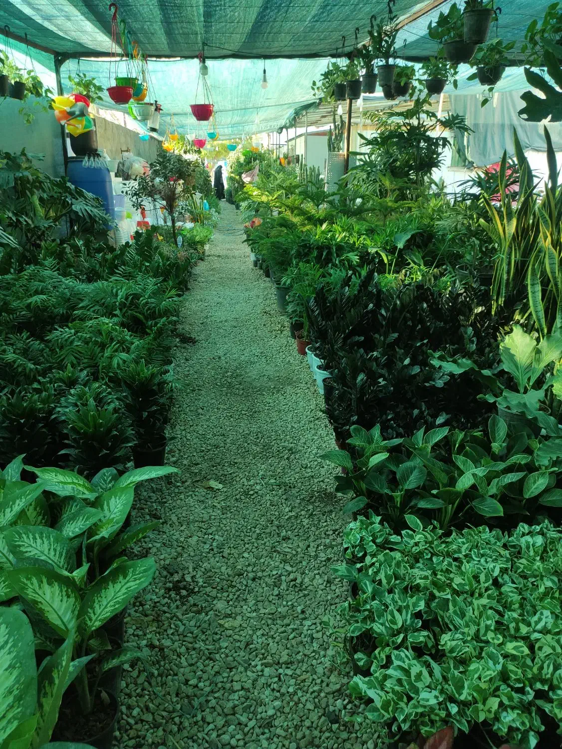 فروش گل گیاه|گل و گیاه طبیعی|بندر کنگان, |دیوار