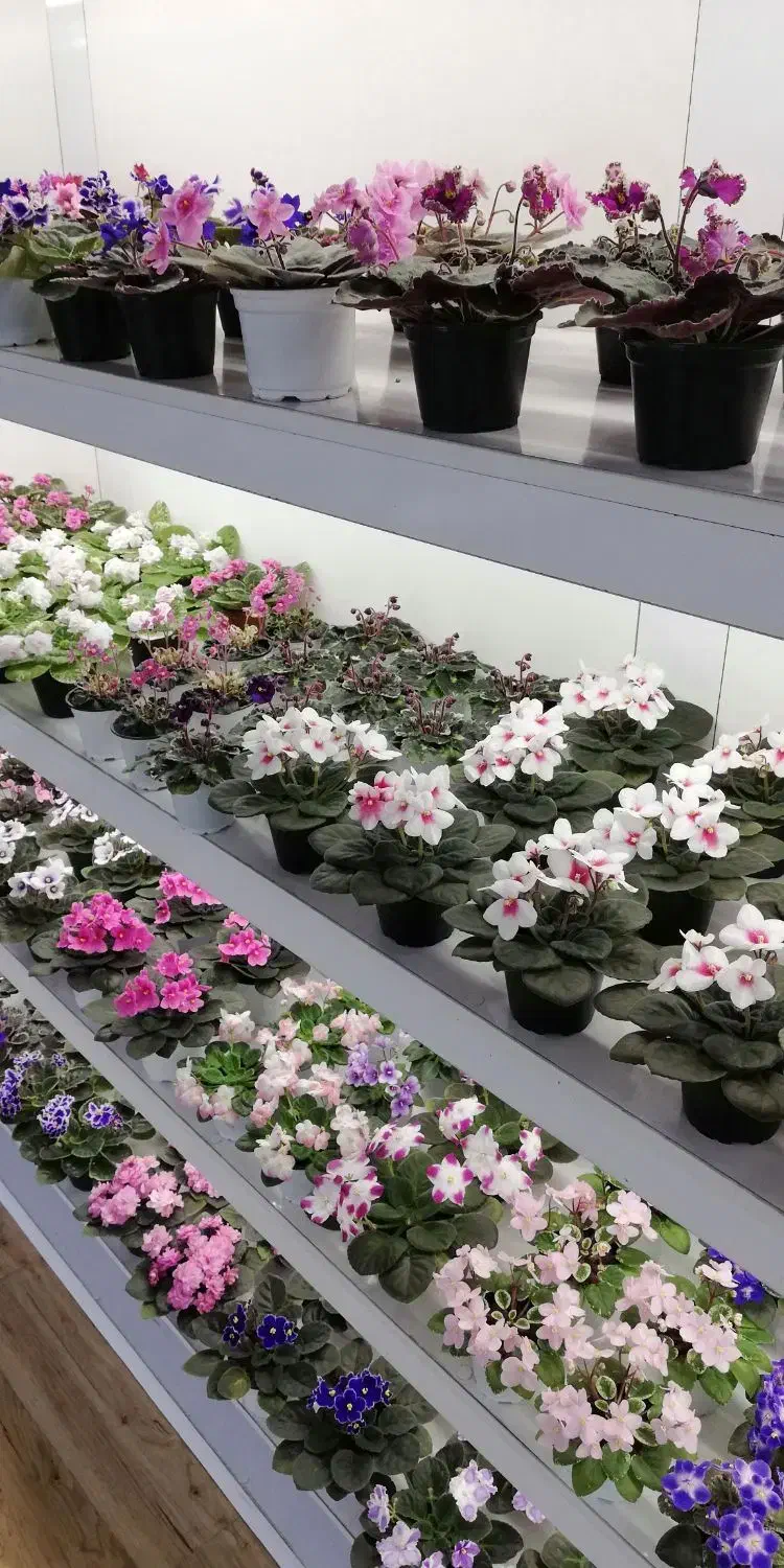 خاصترین بنفشه های ایران با تنوع 420 واریته مختلف|گل و گیاه طبیعی|لاهیجان, گلستان|دیوار