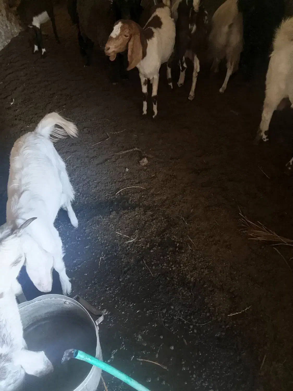 کود حیوانی|گل و گیاه طبیعی|نرماشیر, |دیوار