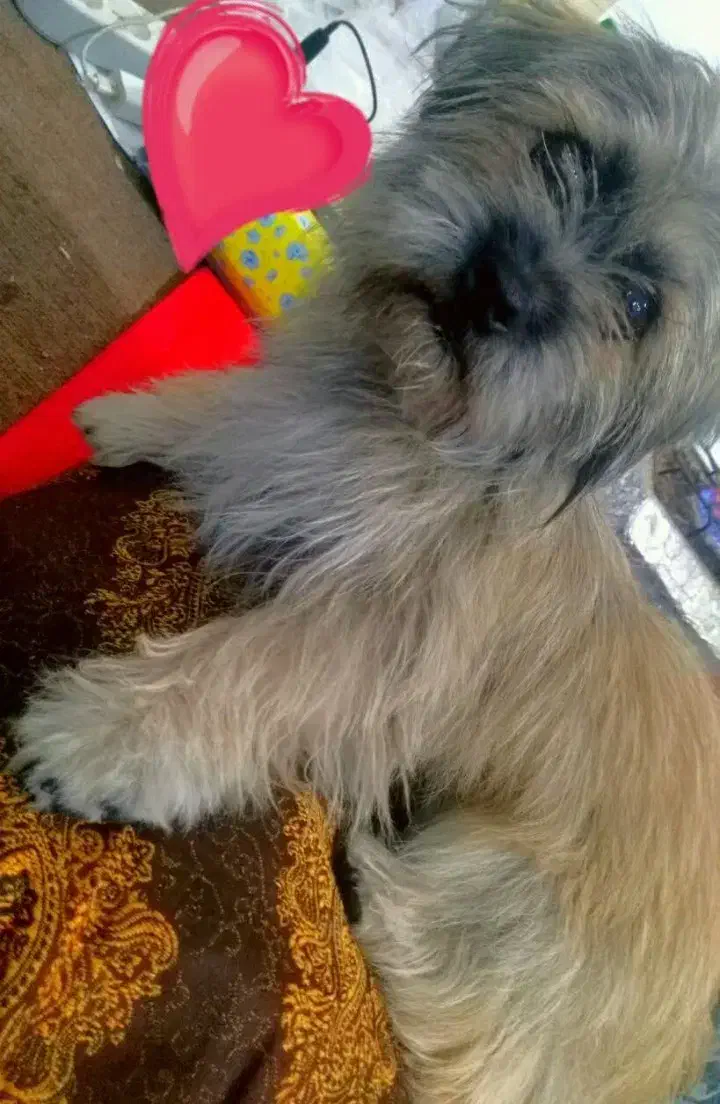 سگ شیتزو نره|سگ|بم, |دیوار