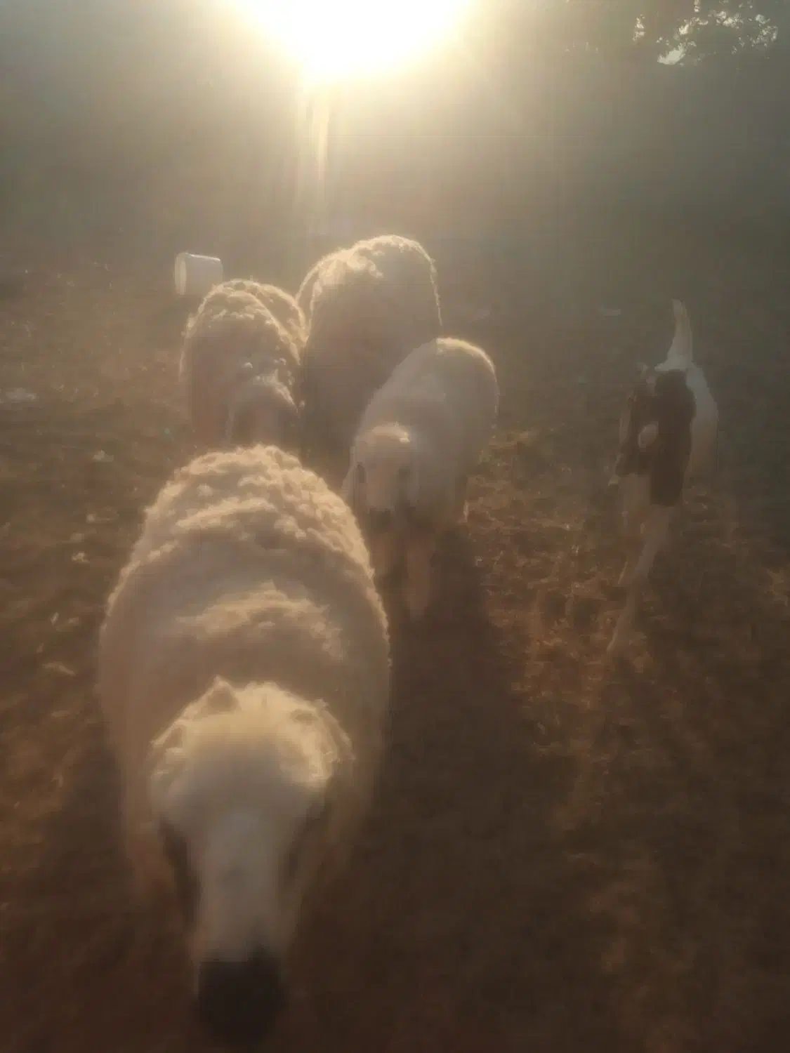 قوچ میش کاور زیر قیمت|حیوانات مزرعه|زیرآب, |دیوار