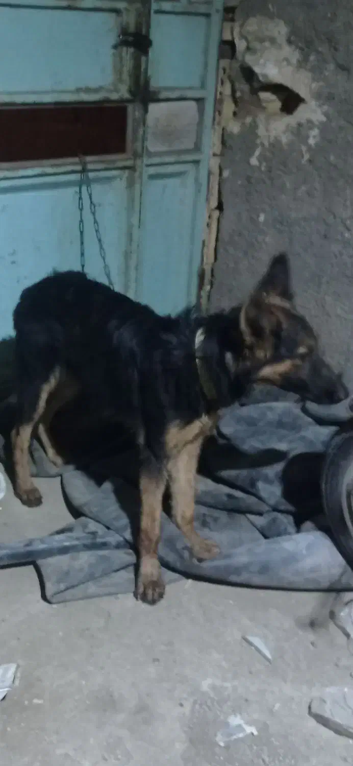 یه قلاده ماده هفت ماهه ژرمن شولاین|سگ|بندر امام خمینی, |دیوار