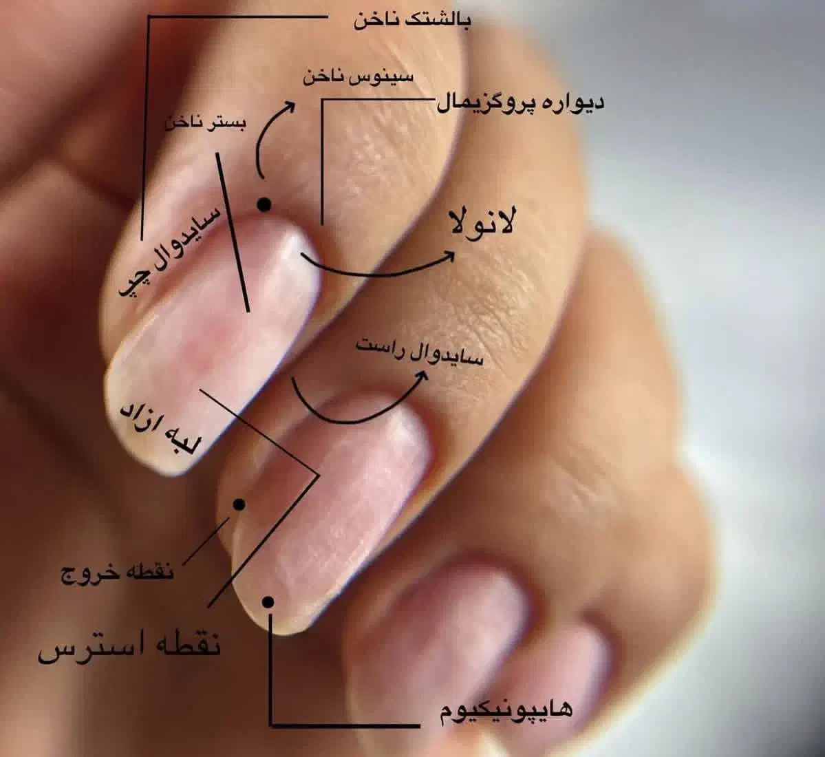 آموزشتخصصیکاشتوطراحیناخن/فنیوحرفهای|خدمات آموزشی|اندیمشک, |دیوار