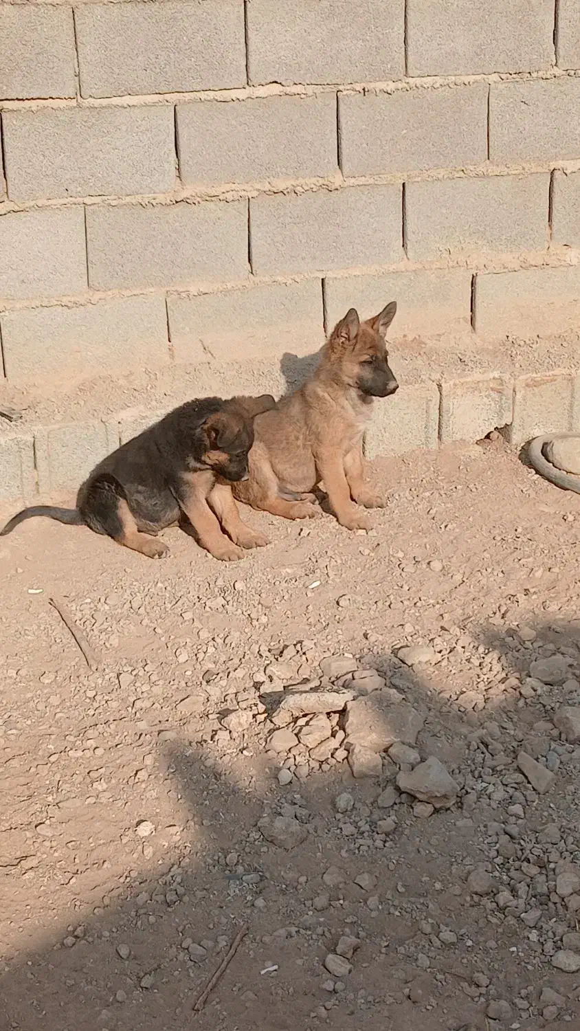 واگذاری سگ ژرمن|سگ|کرج, کمال‌شهر|دیوار