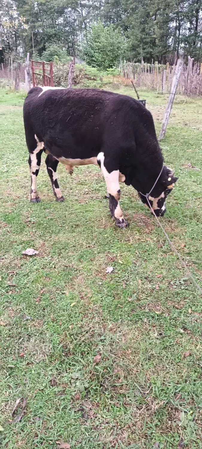 ورزا‌ کوله‌ سیمینتال|حیوانات مزرعه|رضوانشهر, |دیوار