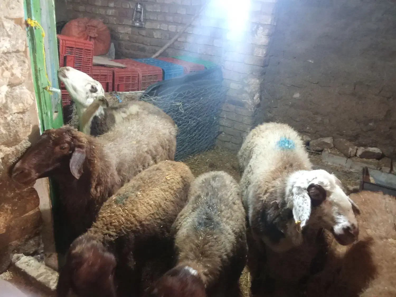 گوسفند داشتی|حیوانات مزرعه|بروجرد, |دیوار