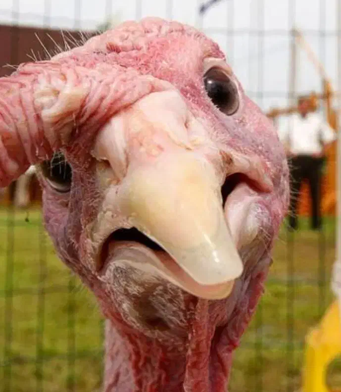 تخم بوقلمون و تخم مرغ امپراطور نطفه دار|حیوانات مزرعه|آکند, |دیوار