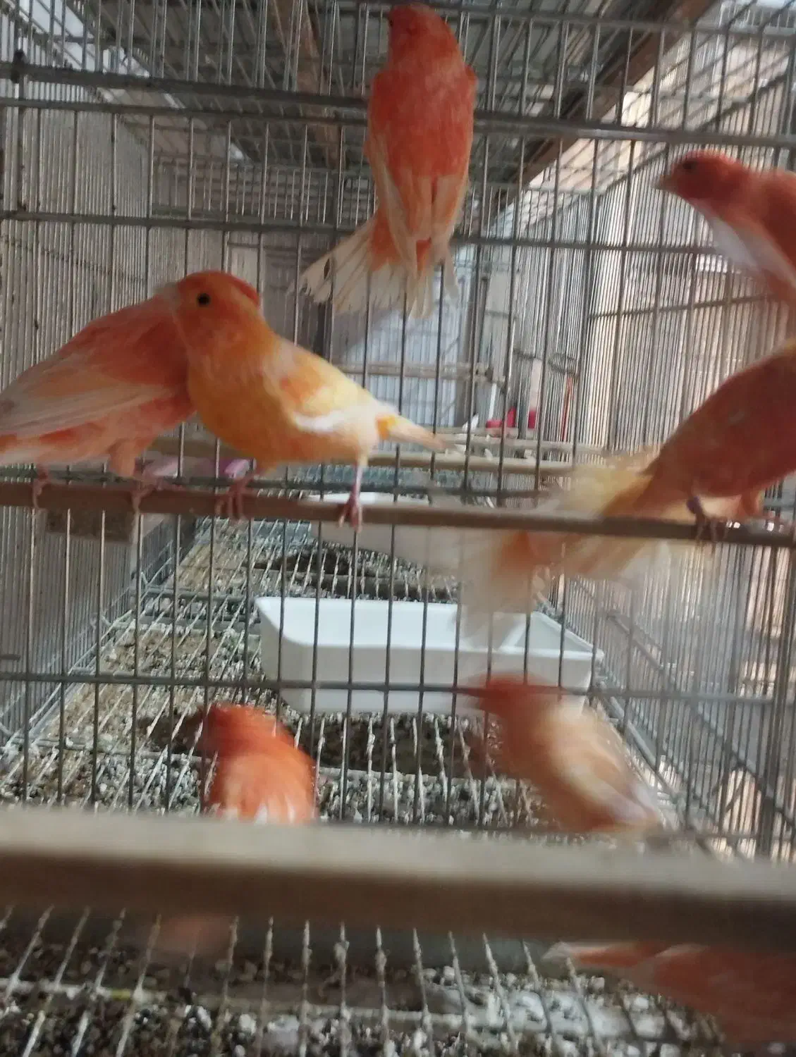 قناری|پرنده|اصفهان, باتون|دیوار