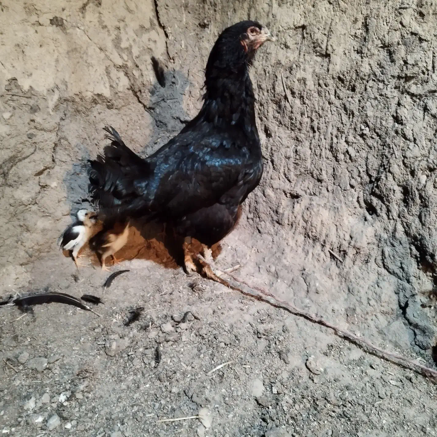 سه عدد جوجه لاری طلا ۱۵روزه روزه|حیوانات مزرعه|مشگین شهر, |دیوار