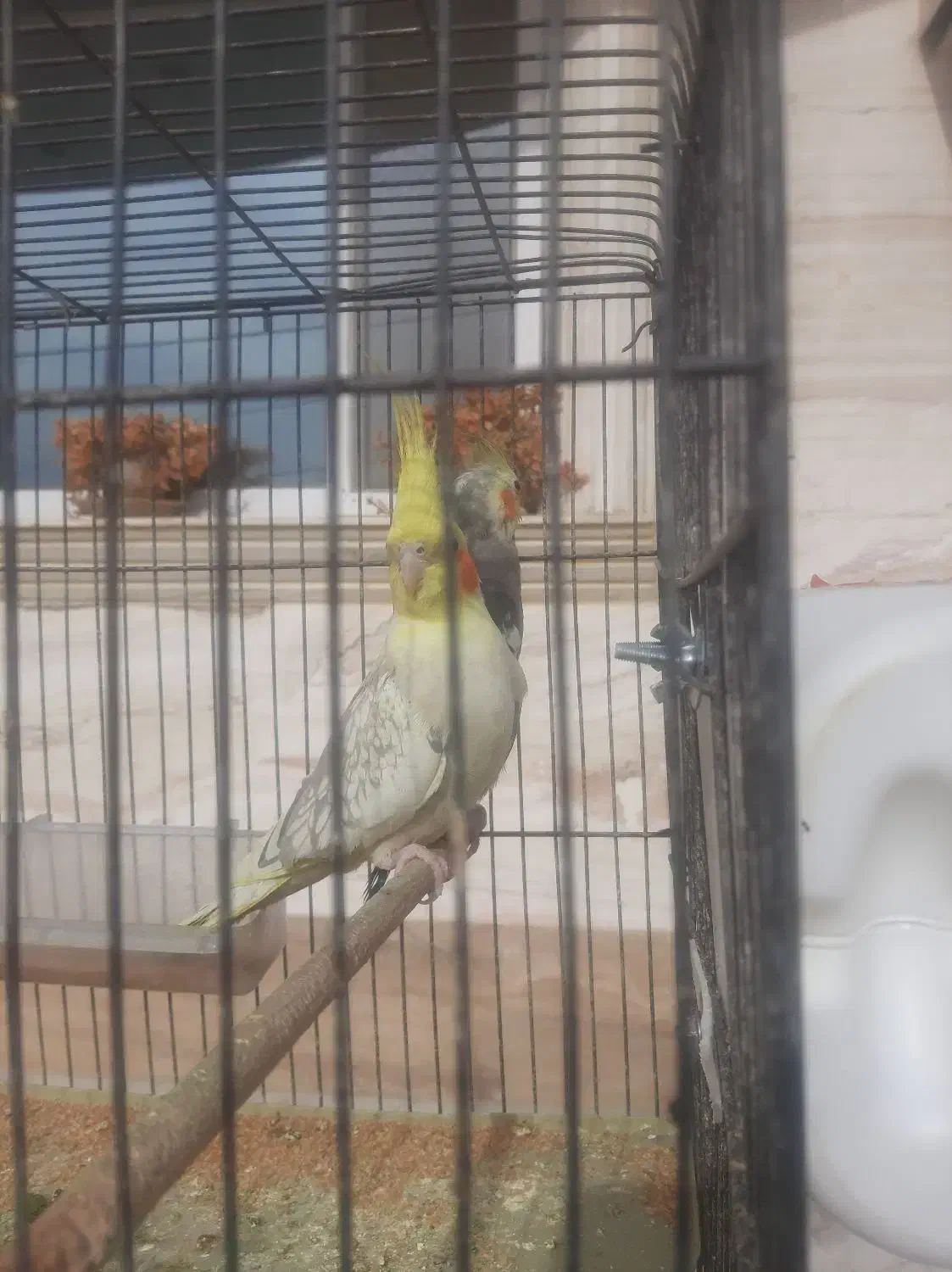 قناری وعروس هلندی|پرنده|مهدی شهر, |دیوار