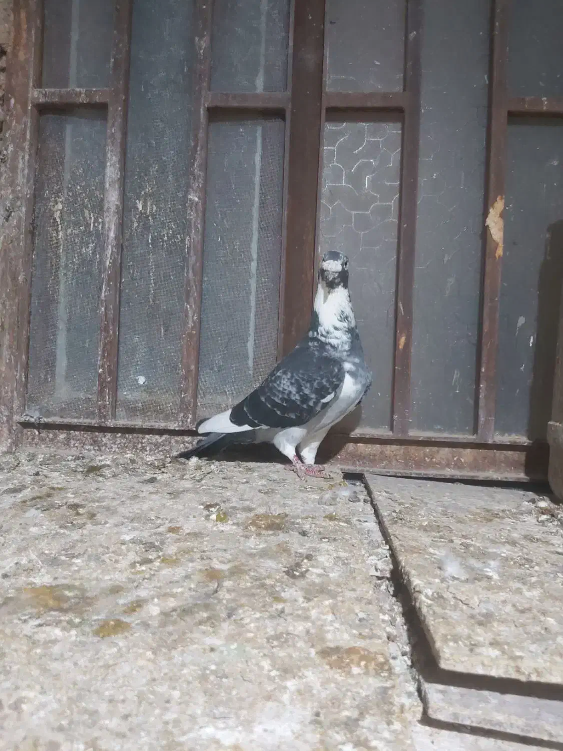 کبوتر ابلغ چاپی|پرنده|هامون, |دیوار