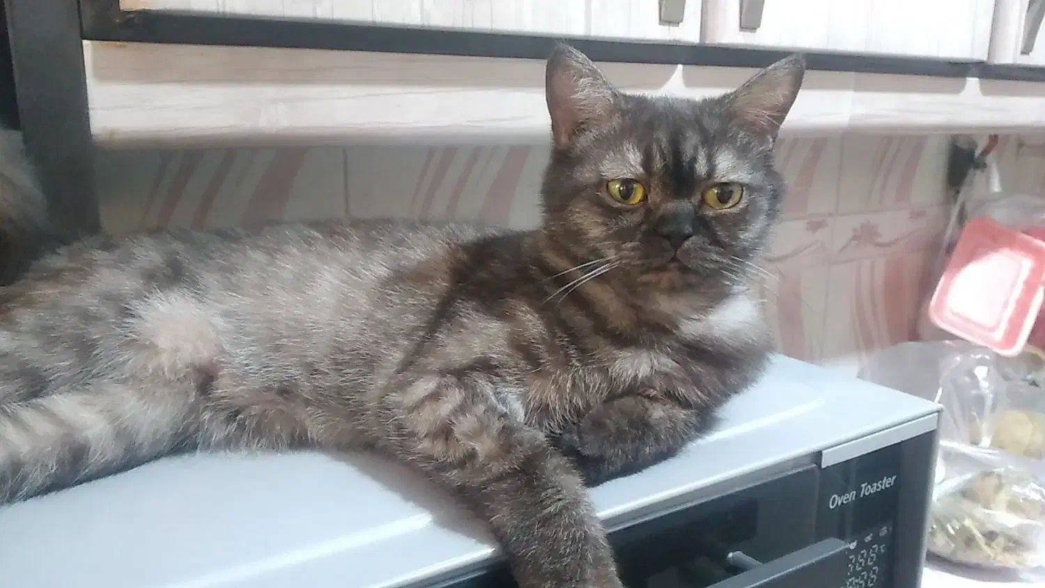 گربه اسکاتلیش ماده|گربه|میبد, |دیوار