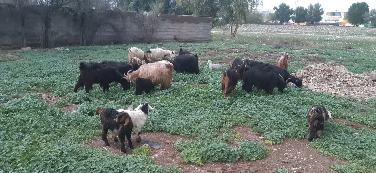 بز و بیگ|حیوانات مزرعه|اندیمشک, |دیوار