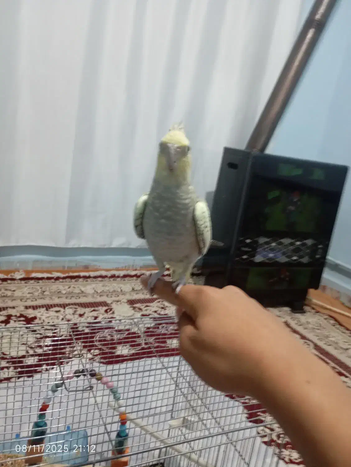 عروس هلندی دستی|پرنده|بیجار, |دیوار