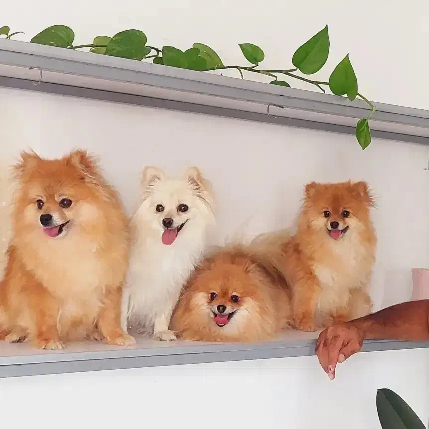 سگ پامر کیفیت بالا|سگ|شیراز, دکتر حسابی|دیوار