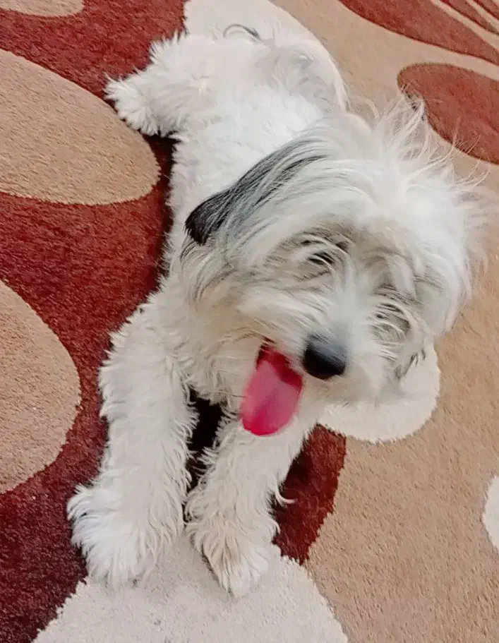 سگ شیتزو|سگ|شهرکرد, |دیوار