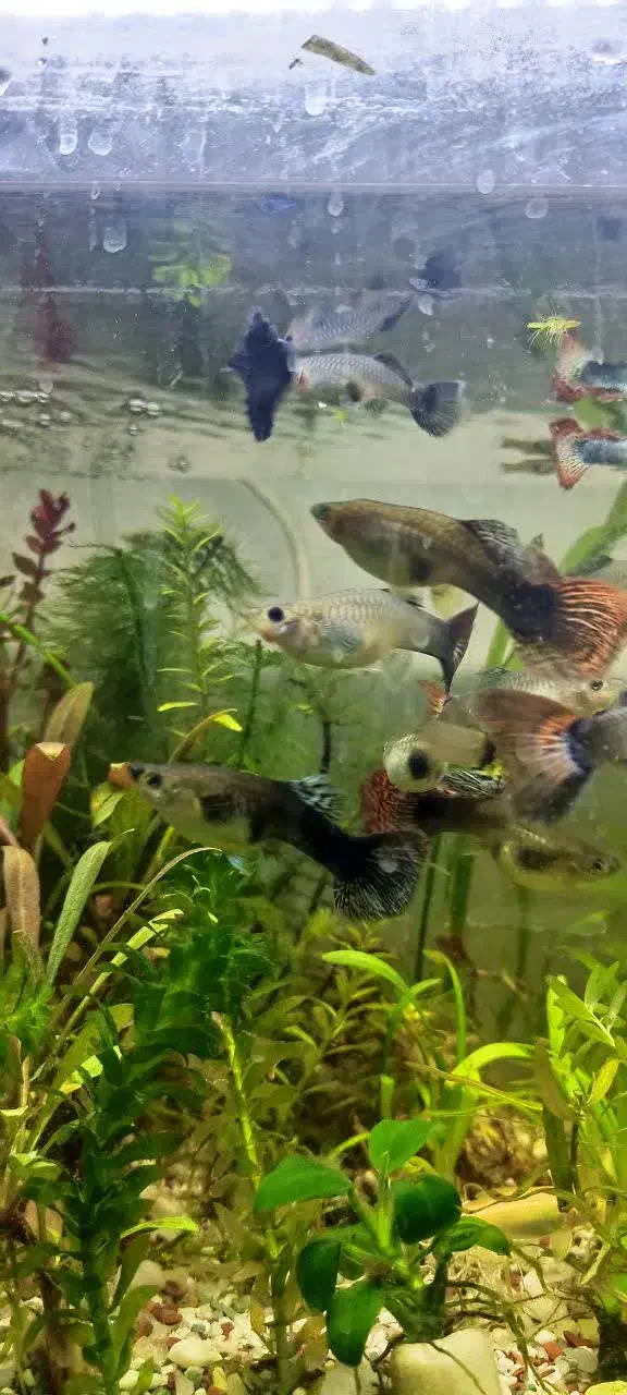 گوپی ویژه وارداتی|ماهی|اهواز, کوی مهدیس|دیوار