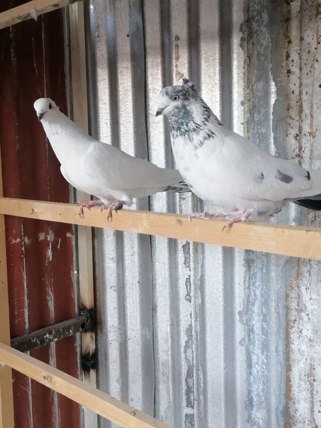 کفتر|پرنده|تهران, بلورسازی|دیوار