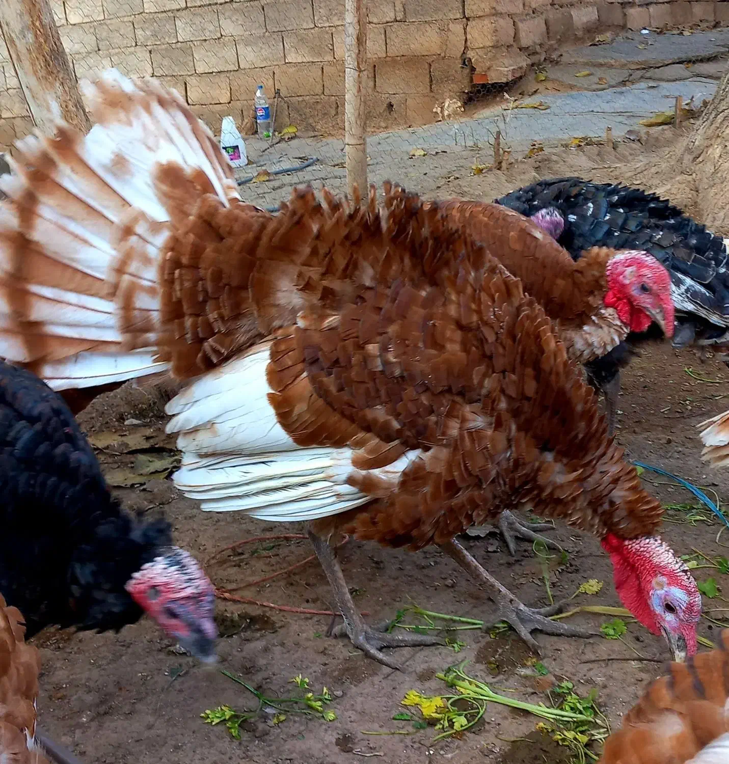 گله بوقلمون نر|حیوانات مزرعه|ابهر, |دیوار