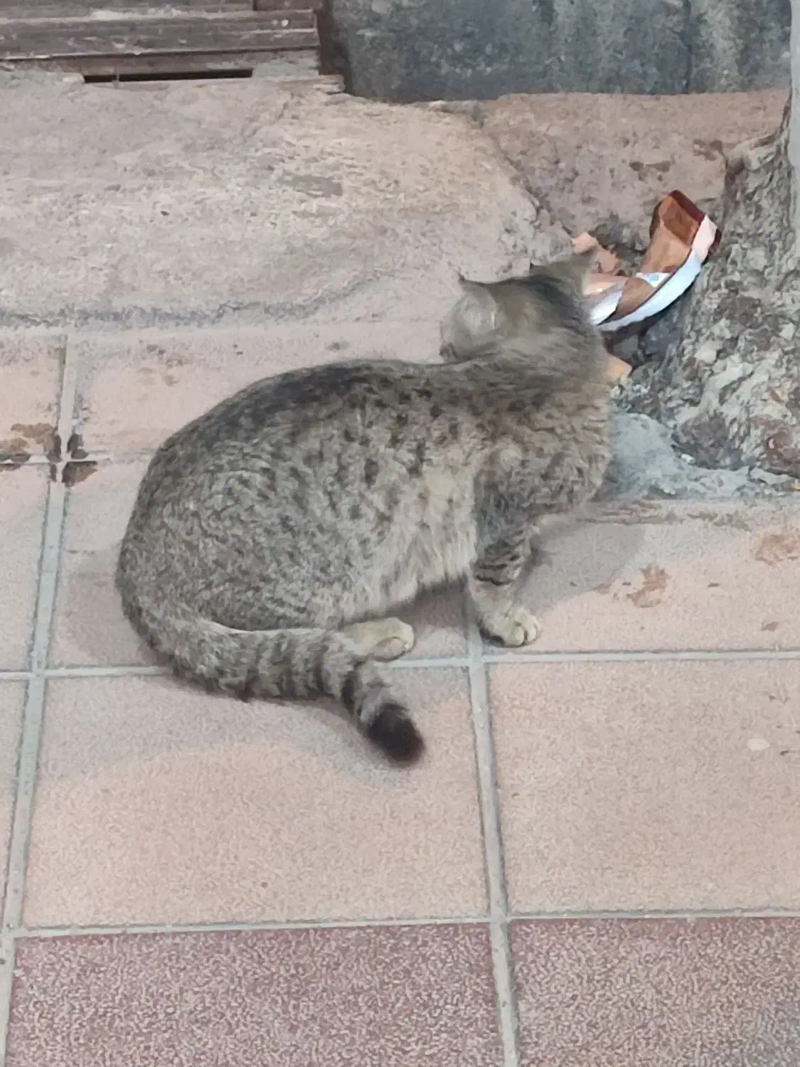 گربه خانگی|گربه|خرم‌آباد, |دیوار