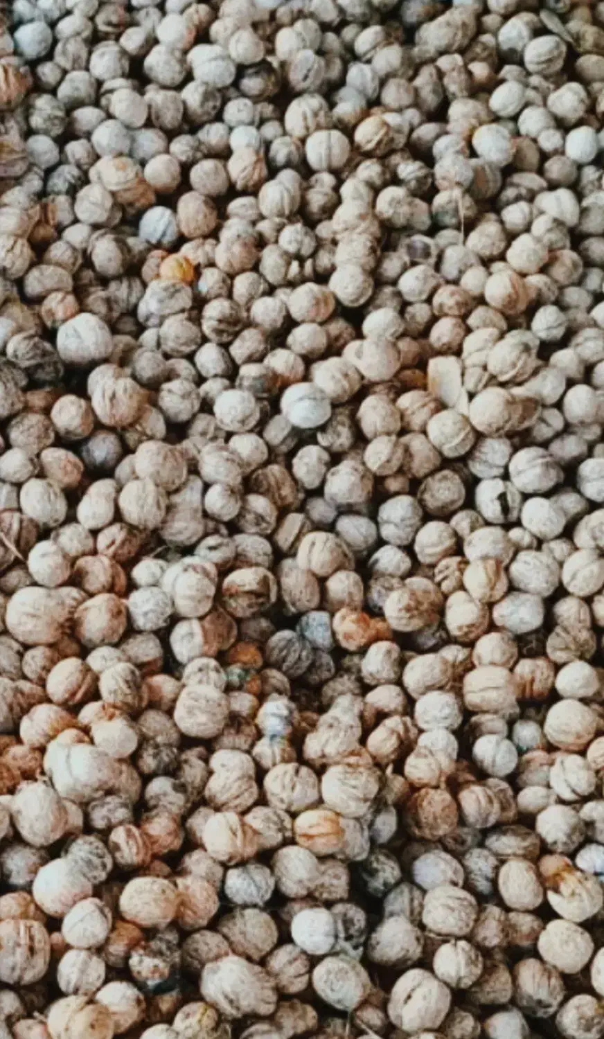 گردو مغزپرسفیدنورآباد|خوردنی و آشامیدنی|خاوه, |دیوار