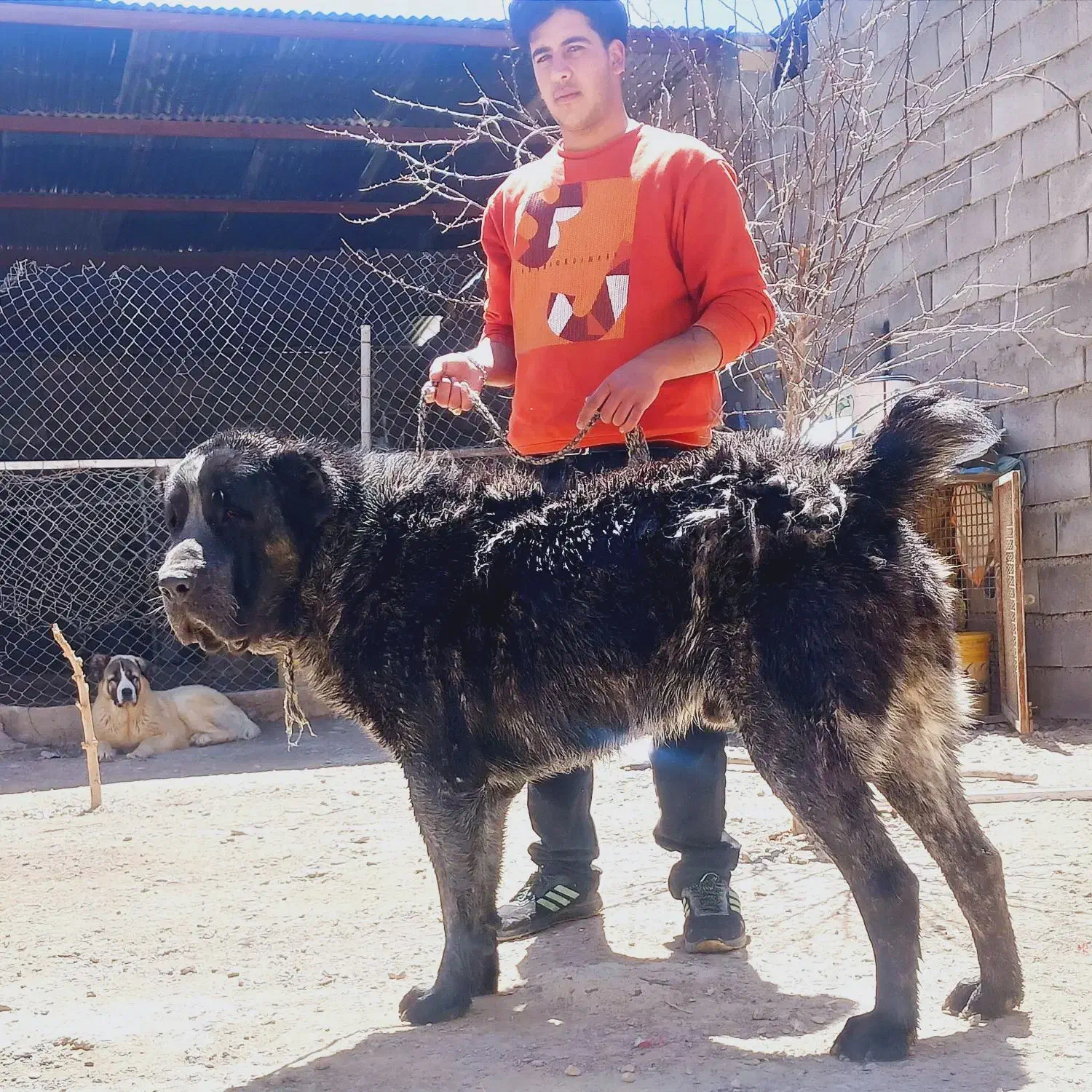 سگ ماده الابایی توله|سگ|دهق, |دیوار