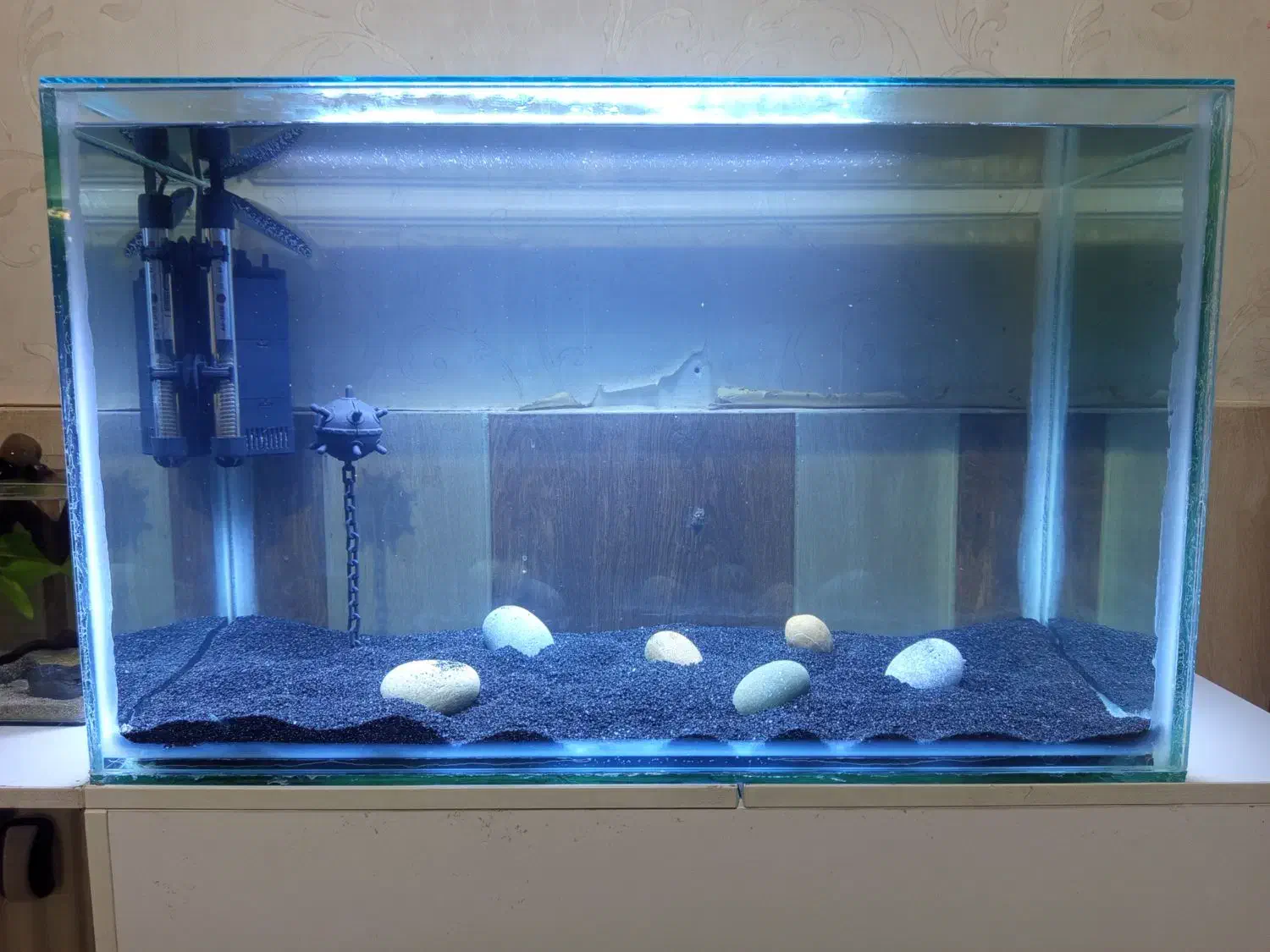 اکواریوم|ماهی|رفسنجان, |دیوار