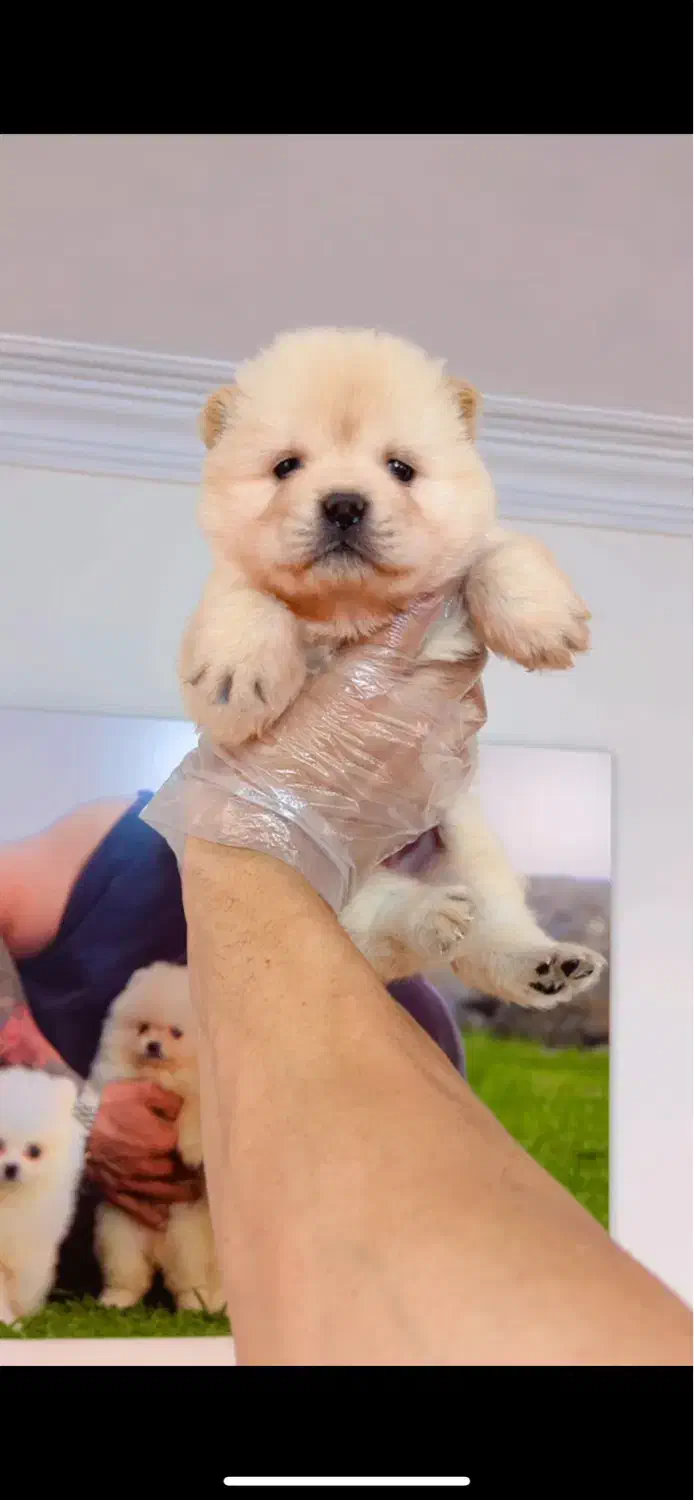 چاووچاوو اصیل دختر همراه با شماسنامه|سگ|تهران, تهرانپارس شرقی|دیوار