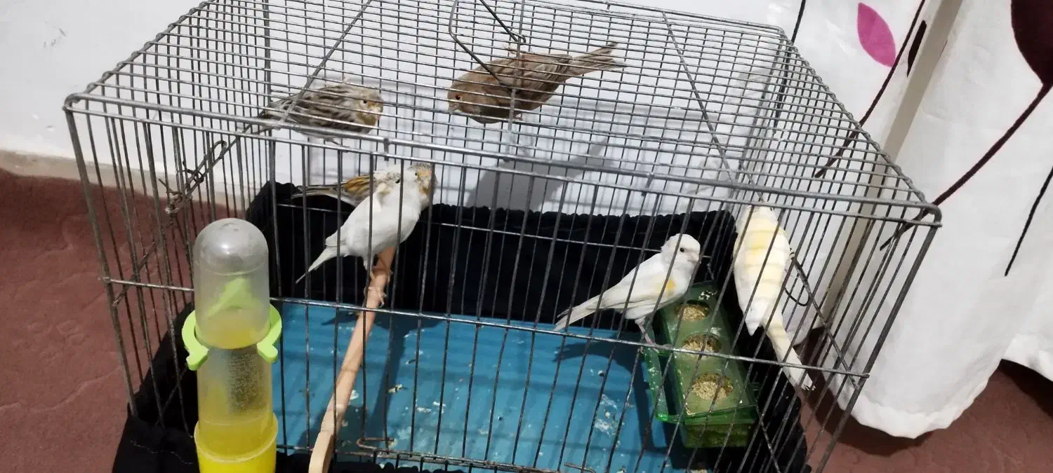 تعدادی قناری معاوضه با گرینچیک ملنگو|پرنده|قرچک, باقرآباد|دیوار