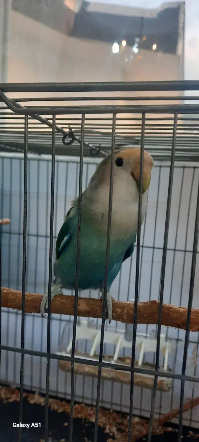 طوطی کوتوله برزیلی ،رنگ خاص،سالم،نوشهر|پرنده|نوشهر, |دیوار