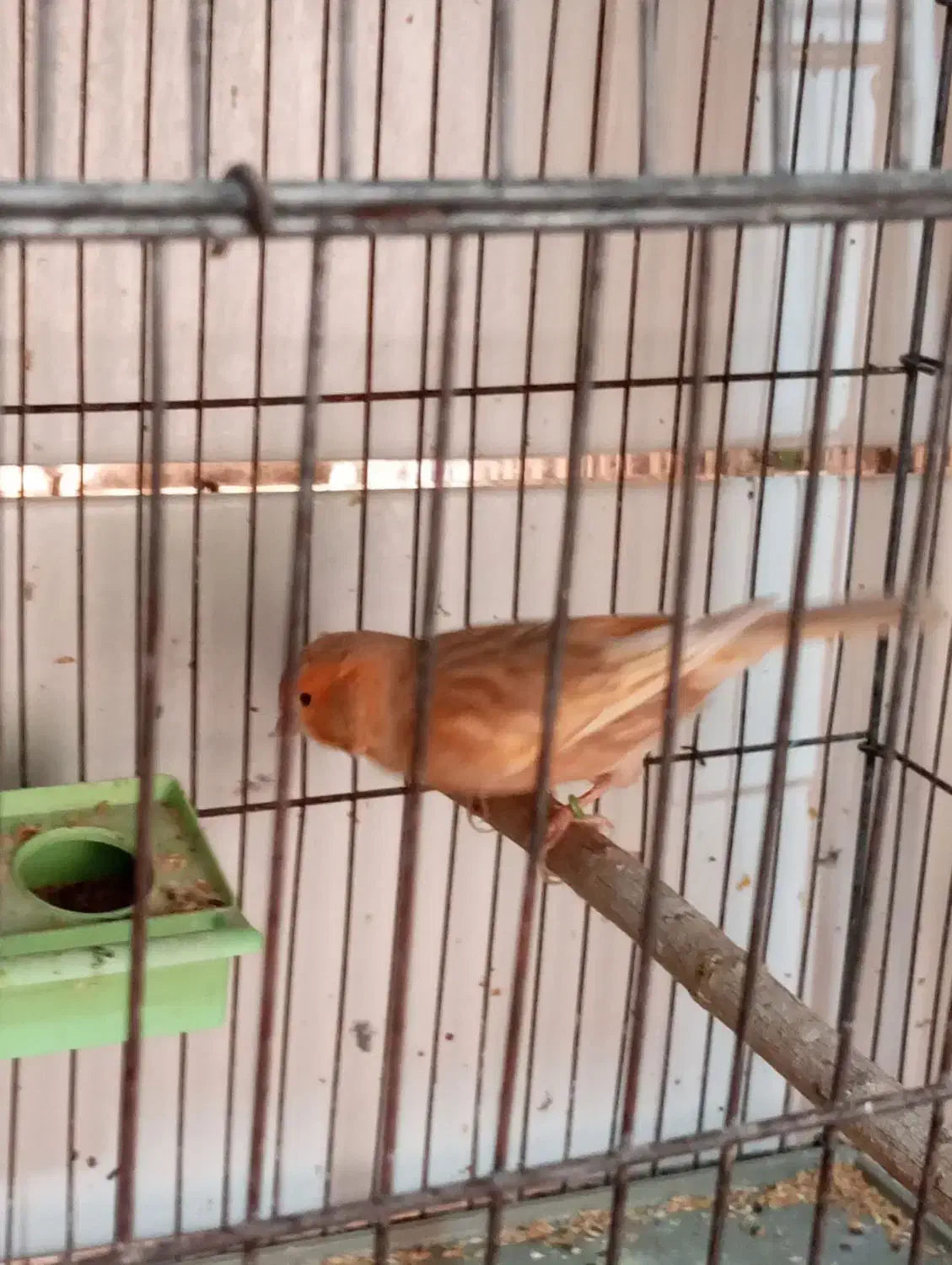 چند تا قناری نر مست دهن زن|پرنده|بوشهر, |دیوار