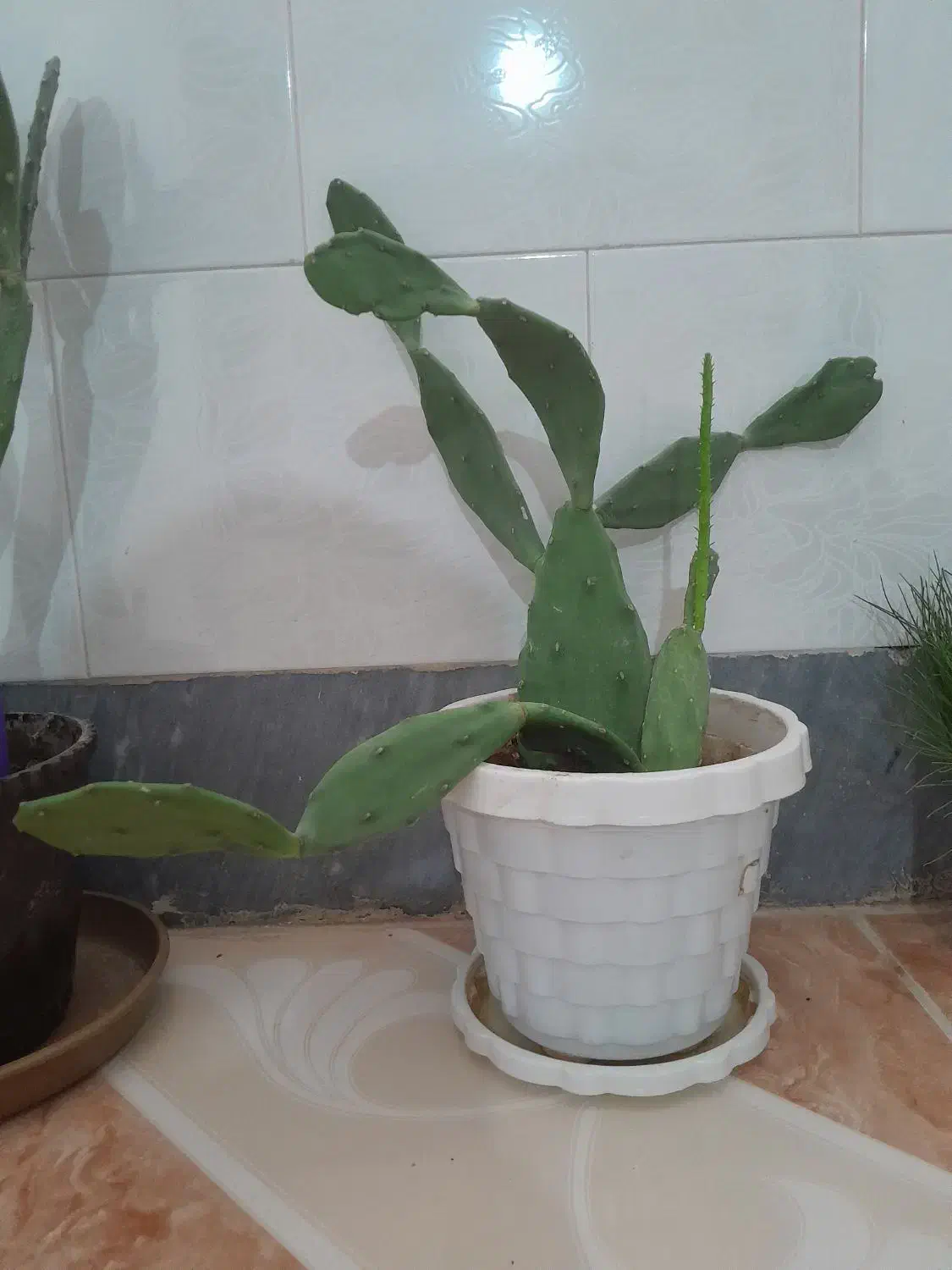 معاوضه گل کاکتوس باگل های دیگر|گل و گیاه طبیعی|مرودشت, ژیان|دیوار