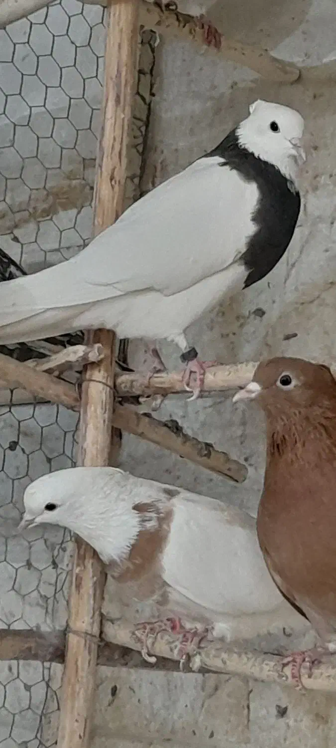 کبوتر طاووسی پلاکی وطوقی وراعبی|پرنده|تهران, امام زاده عبدالله|دیوار