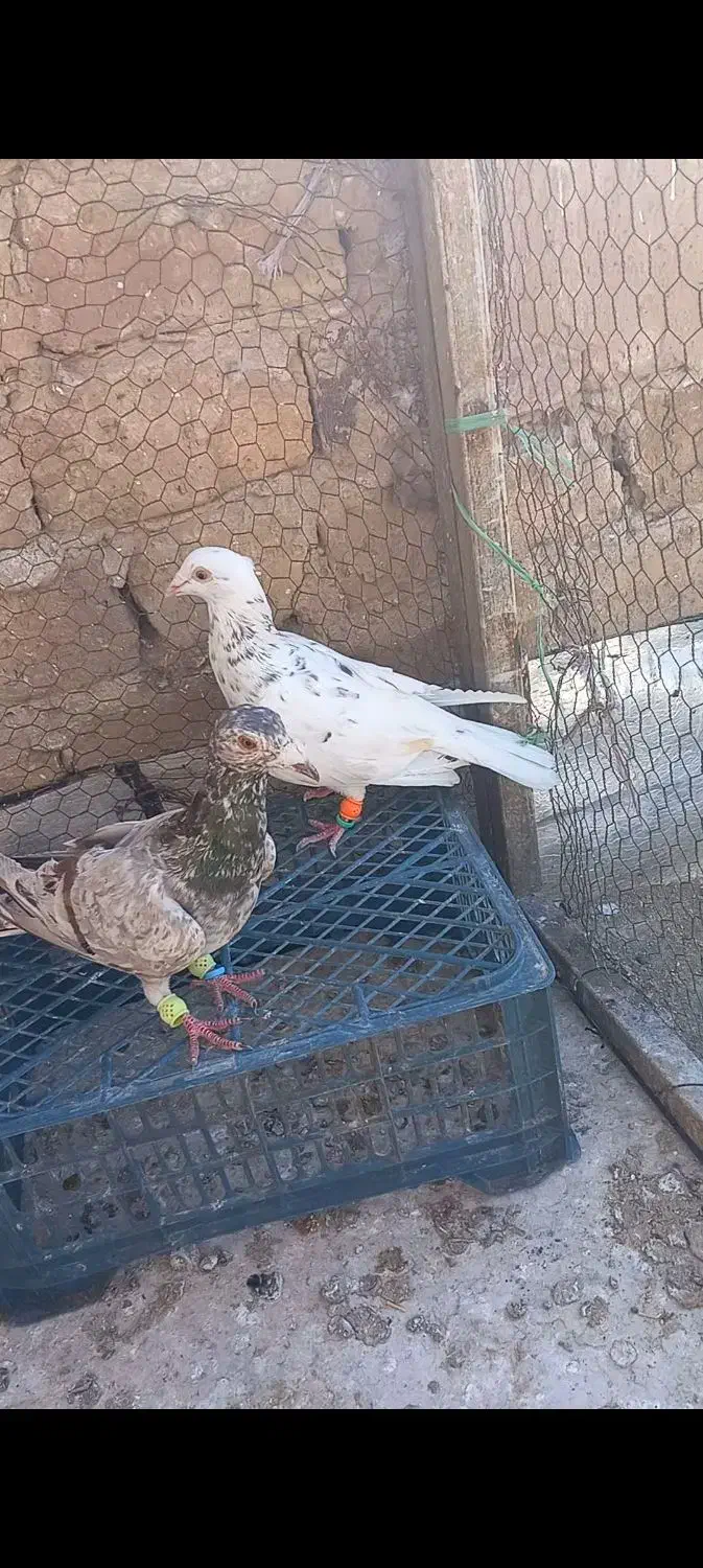 کارخونه هفرنگ|پرنده|اقبالیه, |دیوار