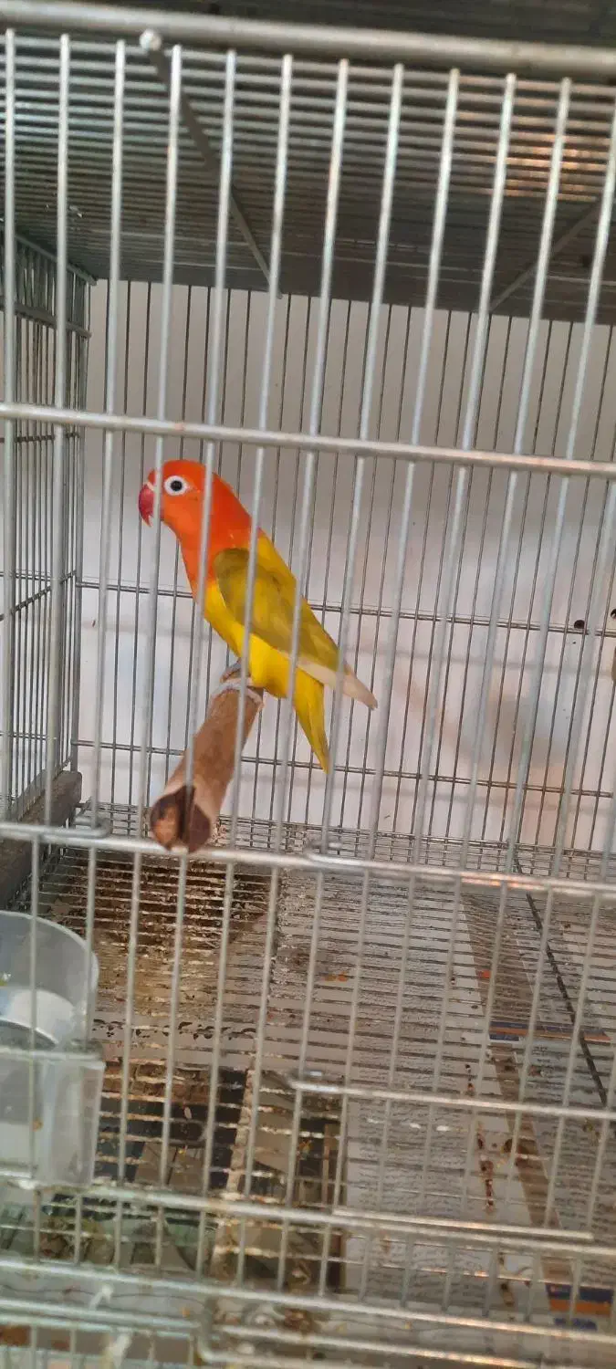 طوطی برزیلی رنگ خاص|پرنده|زرگرشهر, |دیوار